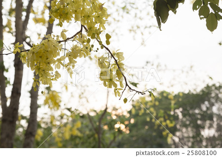 blooming flower of golden shower blooming flower of golden shower 25808100