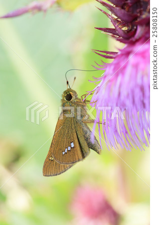 Ichimon dyseri抓住了富士舞者 Ichimon dyseri抓住了富士舞者 25808150