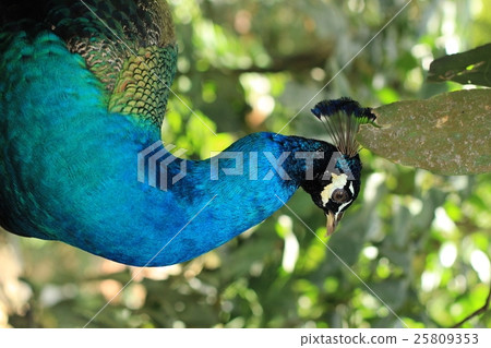 Indian Peacock Up Profile Vertical (Malaysia) Indian Peacock Up Profile Vertical (Malaysia) 25809353