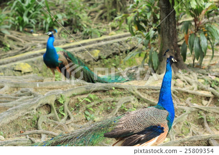 Two Indian peacocks (Malaysia) 25809354
