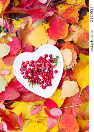red forest cranberries autumn fall background 25809534