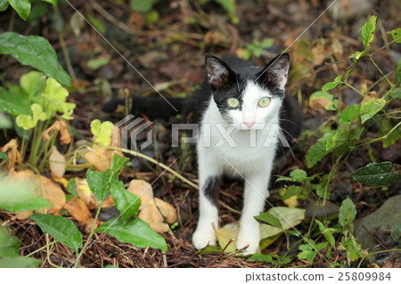 Stray kittens of stray Stray kittens of stray 25809984