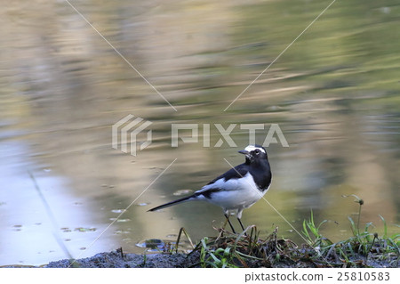 Black-backed wagtail Black-backed wagtail 25810583