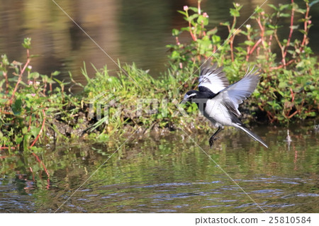 Black-backed wagtail Black-backed wagtail 25810584
