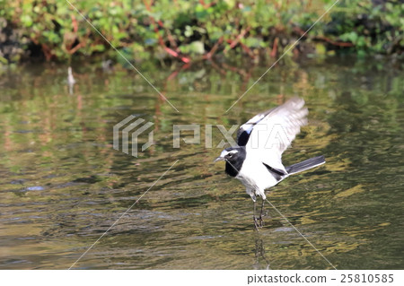 Black-backed wagtail Black-backed wagtail 25810585