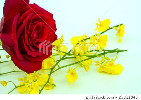 Onshihm & roses 25811043