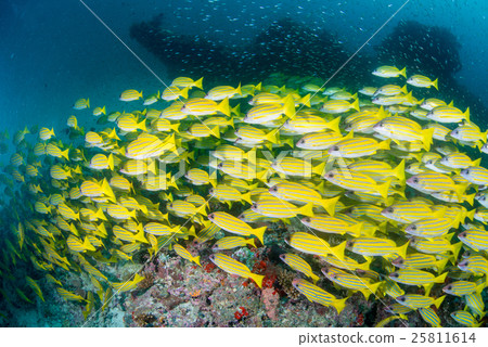 Yosugefudai Yosugefudai 25811614