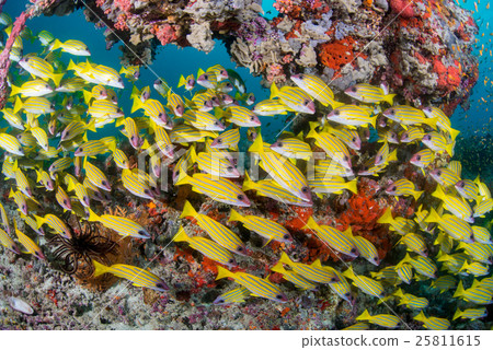 Yosugefudai 25811615