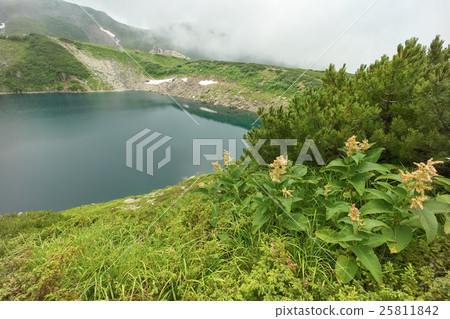 Vladirotade and pine wilt around the pond, Toyama prefecture Vladirotade and pine wilt around the pond, Toyama prefecture 25811842
