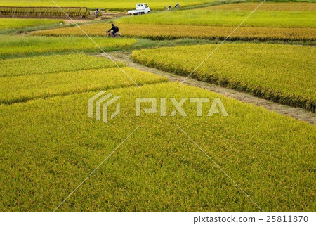 Bicycle men running through farm roads in golden Inada 25811870