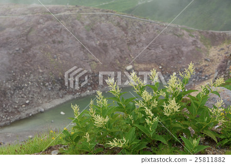 Alpine plant Vladirotade with Gentian pond as background, Tateyama Muroda, Toyama prefecture Alpine plant Vladirotade with Gentian pond as background, Tateyama Muroda, Toyama prefecture 25811882