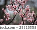 Pink plum blossoms 25816558