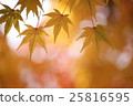 Momiji leaves swaying in balls 25816595