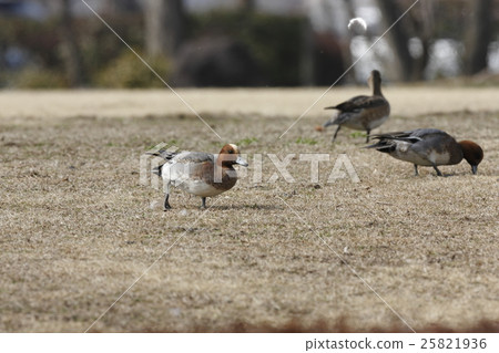 在陸地上的水果 在陸地上的水果 25821936