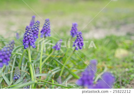 Muscari 25822212