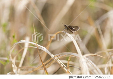 Miyama Chabane Seseli Miyama Chabane Seseli 25822222