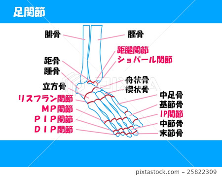 Ankle joint 25822309