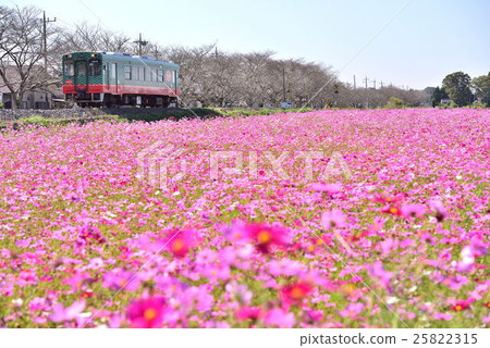 Single line train running in the cosmos field 25822315