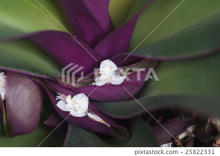 Plant Plant 25822331