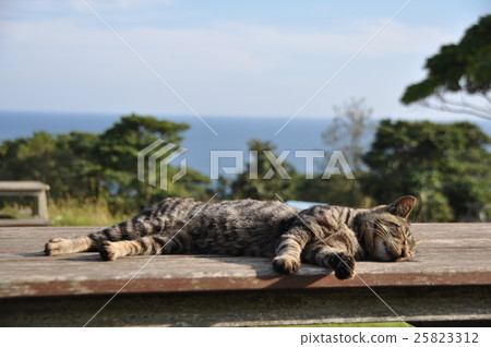 睡覺的貓 25823312