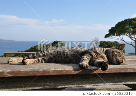 睡覺的貓 25823313