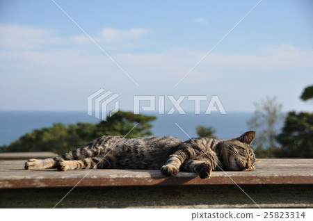 Sleeping cat Sleeping cat 25823314