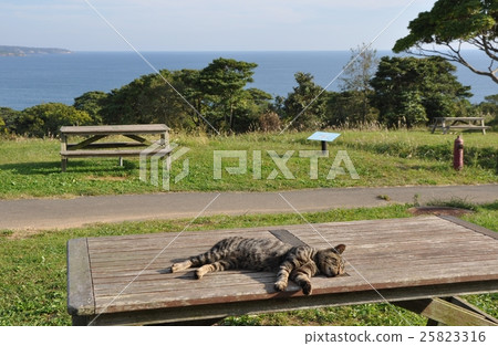 Sleeping cat Sleeping cat 25823316