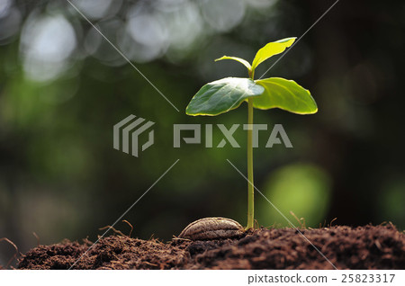 Young plant growing from seed Young plant growing from seed 25823317