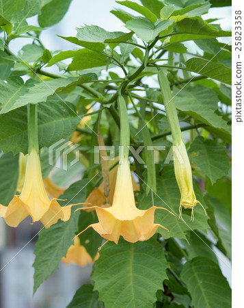 Angel trumpet Angel trumpet 25823358