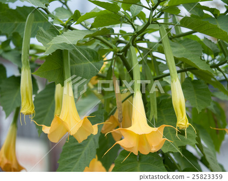 Angel trumpet Angel trumpet 25823359