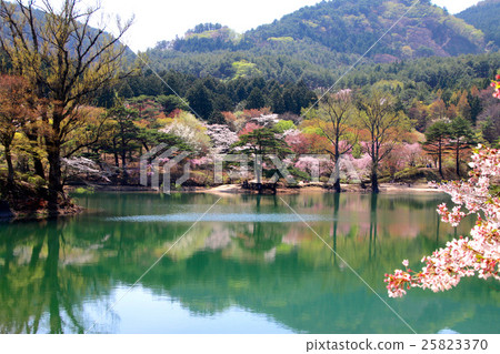 Hanayama自然公園的櫻花 25823370