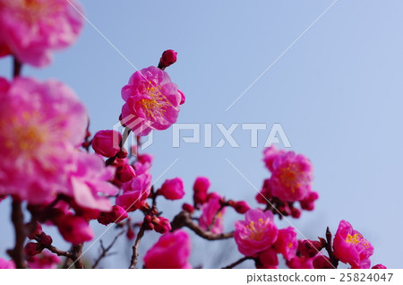 藍天和梅花 藍天和梅花 25824047