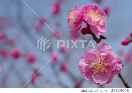 盛開的梅花 25824048