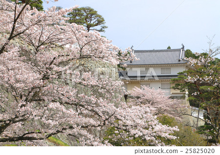 Kasumigajo Park in spring 25825020