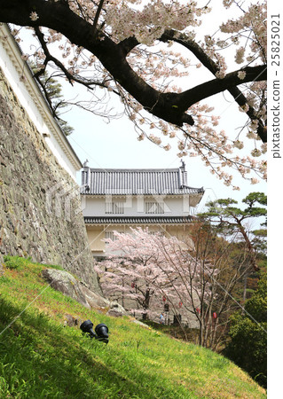 Kasumigajo Park in spring 25825021