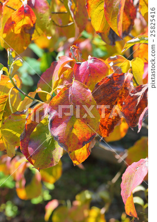 山茱萸秋葉 25825416