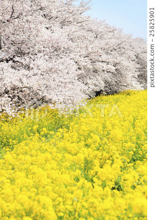 熊谷櫻花的吉野櫻花和油菜花 25825901