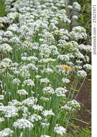 Nira Flower 25825971