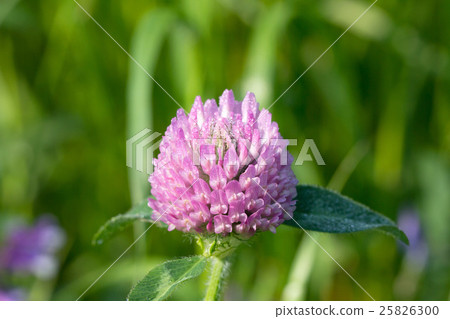 紅三葉草 紅三葉草 25826300