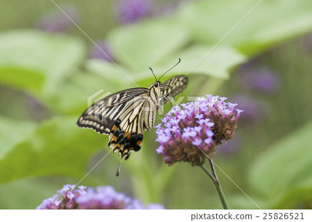 Swallowtail butterfly 25826521