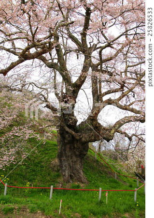 Zayaji Jizo cherry tree 25826533