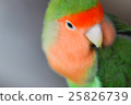 Parakeet 25826739