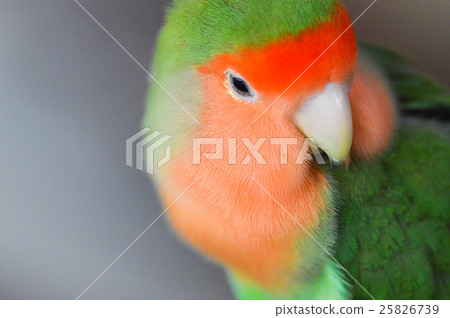 Parakeet 25826739
