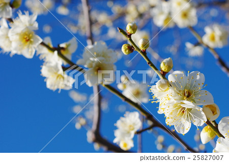 白色李子開花在冬天天空下 25827007