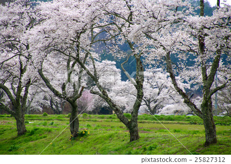 Senbonzakura (Ono-cho) of the Natsuigawa River 25827312