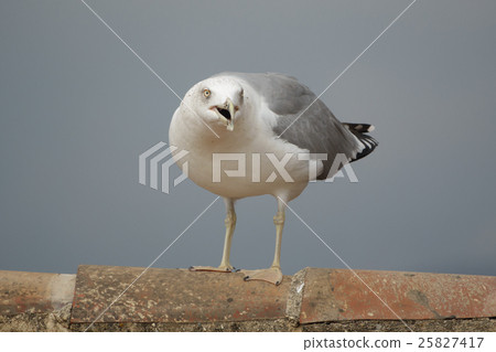 Screaming gull over tile roof Screaming gull over tile roof 25827417