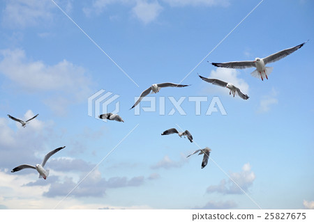 group of flying seagull bird group of flying seagull bird 25827675