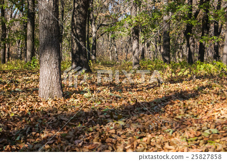 Autumn park in sunny day Autumn park in sunny day 25827858
