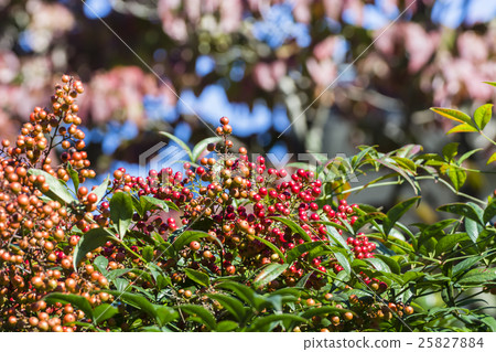 Nandina fruit  Nandina fruit  25827884