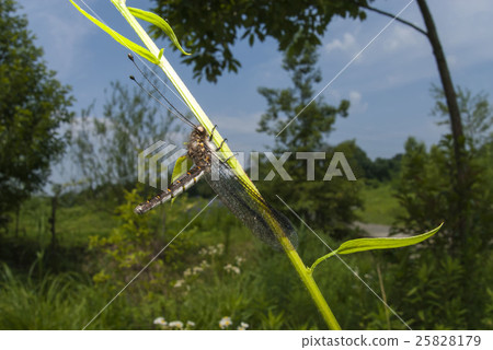 Melonized dragonfly Melonized dragonfly 25828179